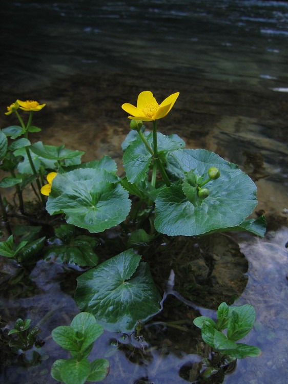 Caltha palustris
